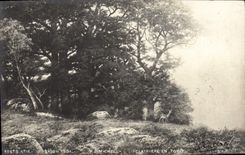 CPA Salon 1901 Michel Clairiere en foret Biche 