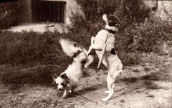 CPA Chiens savants Le saut des cerceaux Chien 