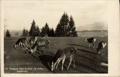 CPA Wildpark peter é paul St Gallen Edelhirsche 