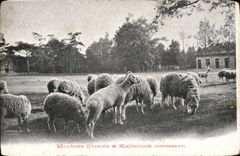 CPA Moutons chinois & Kalmouck Croisement 