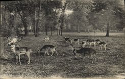 CPA Parc aux daims du cahteau Denain 