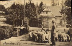 CPA Alsace Moutons Berger Enfants 