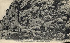 CPA Pyrenees Moutons a la montagne 