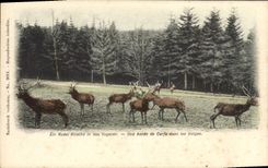 CPA Une harde de cerfs dans les Vosges 