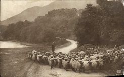 CPA Berger Moutons 