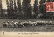 CPA La campagne Bourbonnaise Moutons au paturage 