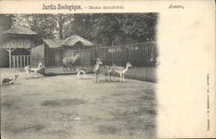 CPA Anvers Jardin zoologique Daims mouchetes Zoo 