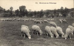 CPA Moutons au paturage 