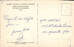 CPA Zoo Vincennes Un mouglon a manchettes et son petit Afrique du Nord 