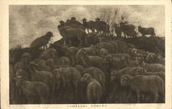 CPA Campagna Romana moutons 