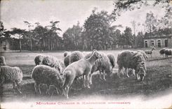 CPA Moutons chinois et Kalmouck Croisement 