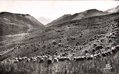 CPM Les Alpes Moutons sur les hauts alpages 