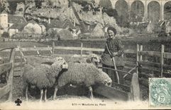CPA Folklore Centre Moutons du parc