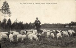 Vintage Postcard Folklore In the Moors Wader slipping by while keeping the sheep