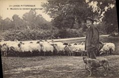 CPA Folklore La Lande Moutons se rendant au paturage Moutons Chien