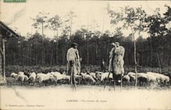 Vintage Postcard Folklore Moors One moment of rest Sheep