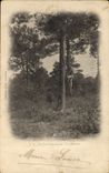 Vintage Postcard Folklore the drill of Arcachon a resinier