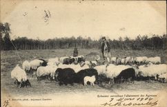 CPA Folklore Echassier surveillant l'allaitement des agneaux Moutons