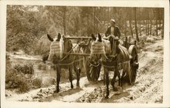 Vintage Postcard Folklore Attachment Moors