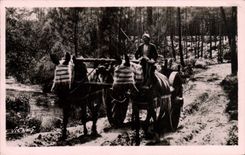 CPA Folklore Au soleil des landes Attelage de mules en ete 