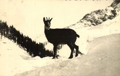 CPM Chamonix 