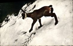 CPA Un bebe chamois Les premiers pas dans la neige Sujet vivant en liberte 