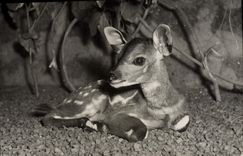 CPM Biche 