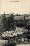 CPA Rentree du troupeau Moutons 