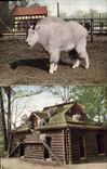 CPA New York zoological Park A rocky mountain Goat and shelter Chevre 