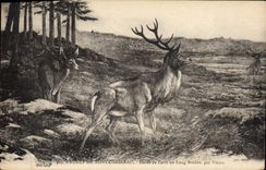 CPA Foret de Fontainebleau Harde de cerfs au long rocher par Virion 