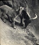 CPA Un mouflon a manchettes et son petit Afrique du Nord Zoo Vincennes 