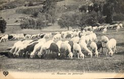 CPA Moutons au paturage 
