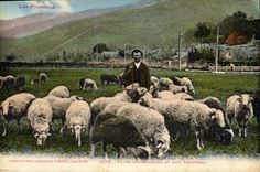 CPA Patre montagnard et son troupeau Moutons 