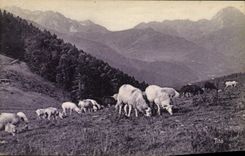 CPA Pyrenees Le Col d'Aspin Moutons au paturage 