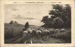 CPA La rentree du troupeau Moutons 
