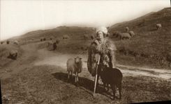 CPA Berger Moutons Roumanie Romania