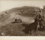 CPA Berger Moutons Roumanie Romania