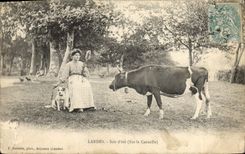 Postal Folclore Landas Noche de sido Encima el Cantaille Vaca