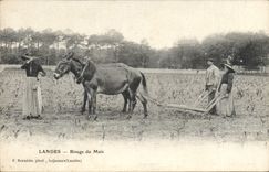 CPA Folklore Landes Binage du Mais Ane Mule