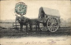 Postal Folclore Landas Fijación de mulas