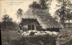 CPA Folklore Dans les Landes Un parc a moutons 
