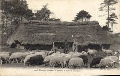 CPA Folklore Dans les Landes Devant le parc a moutons