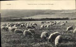 CPA Visite a la ferme Le troupeau aux paturages Moutons 