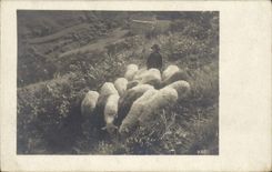 CPA Moutons 