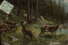 CPA Cerf Biche 
