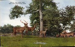 CPA New York zoological Park Zoo Red Deer herd 
