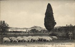 CPA Le Luc Etude artistique Moutons 