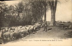 CPA Brignoles Troupeau de moutons sur les bords du Caramy 