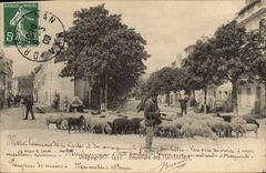 CPA Draguignan Boulevard des Marronniers Moutons 