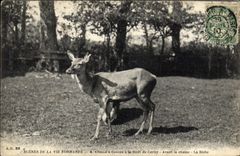 CPA Scenes de la vie Normande Chasse a courre a la foret de Cerisy Avant la chasse La biche 